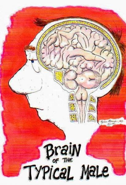 CERVEAU MASCULIN